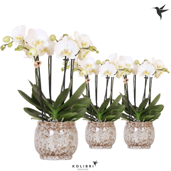 <h4>Kolibri Orchids Phalaenopsis Jewel Ghent 4 spike in Safari pot</h4>