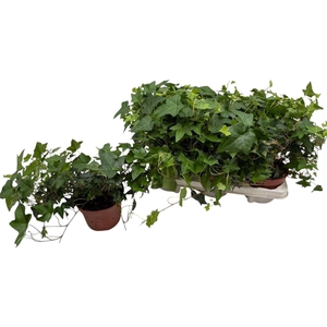 Hedera helix 'Pittsburgh'