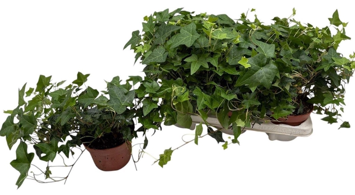 <h4>Hedera helix 'Pittsburgh'</h4>