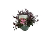 Gaura Belleza Dark Pink