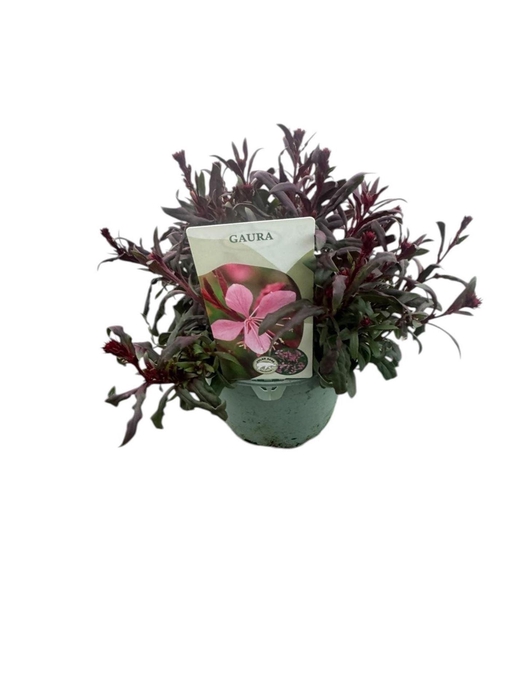 <h4>Gaura Belleza Dark Pink</h4>