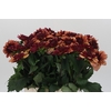 Dahlia Creme de Cognac