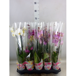 Phalaenopsis   ...mix  5