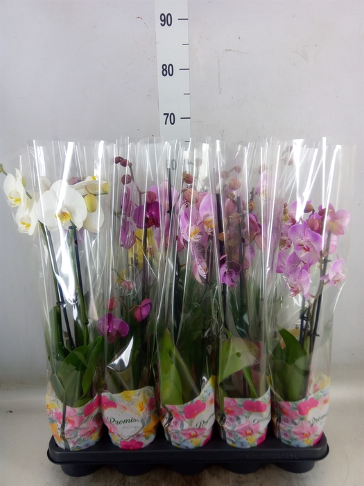 <h4>Phalaenopsis   ...mix  5</h4>