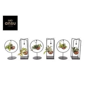 Hoya Shelly Cube/Ring mix (Medium)