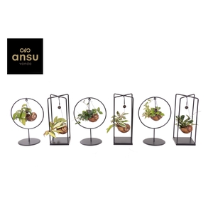 Hoya Shelly Cube/Ring mix (Medium)