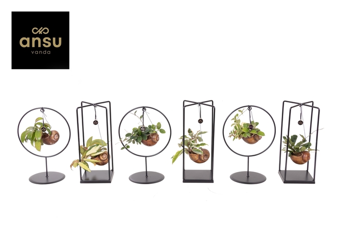 <h4>Hoya Shelly Cube/Ring mix (Medium)</h4>