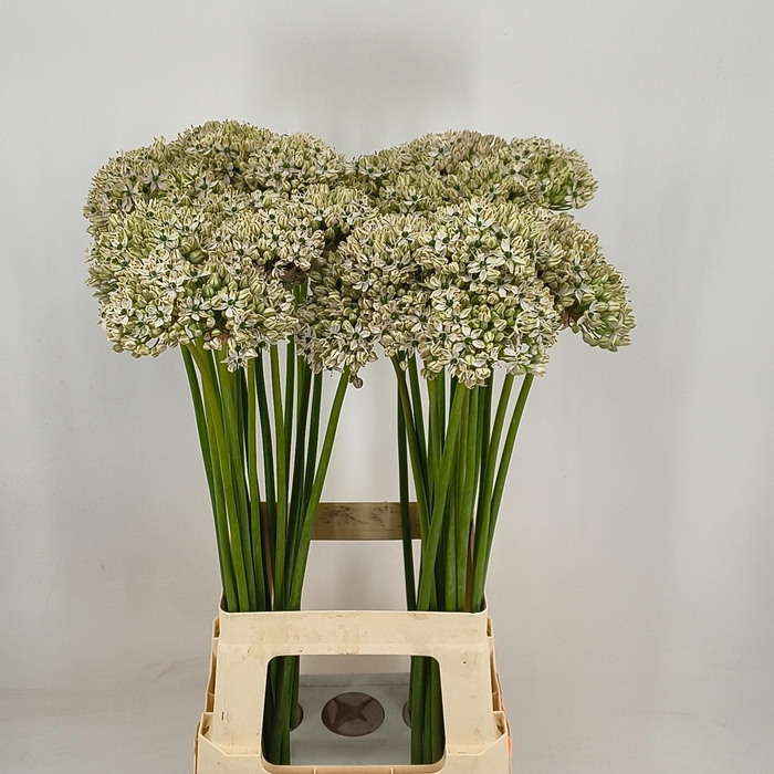 <h4>ALLIUM NIGRUM</h4>