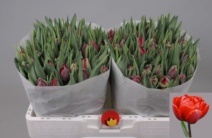 <h4>TU DU RED PRINCESS</h4>