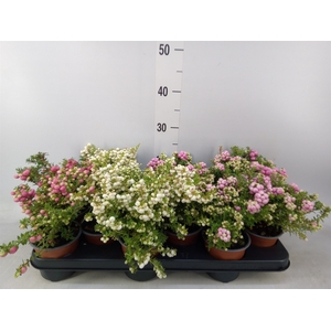 Gaultheria mucronata