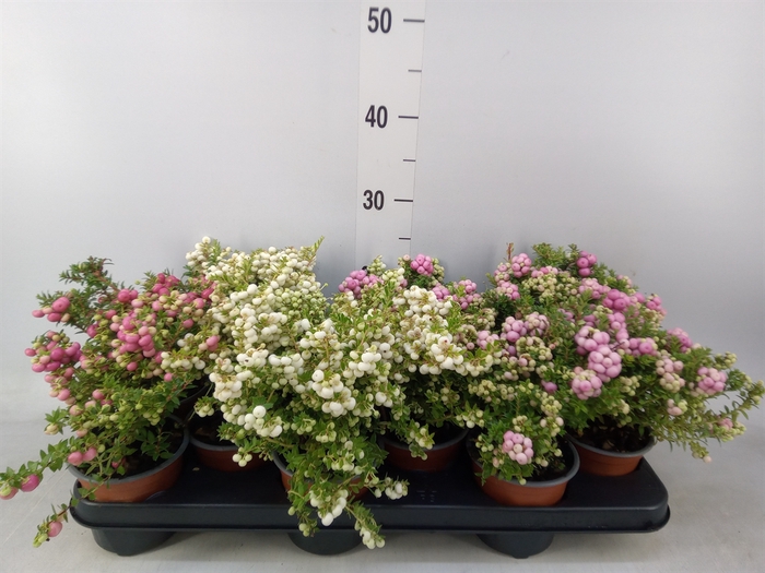 <h4>Gaultheria mucronata</h4>