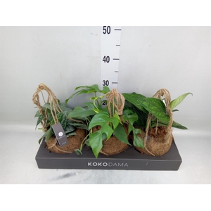 Planten Groen   ...mix  3