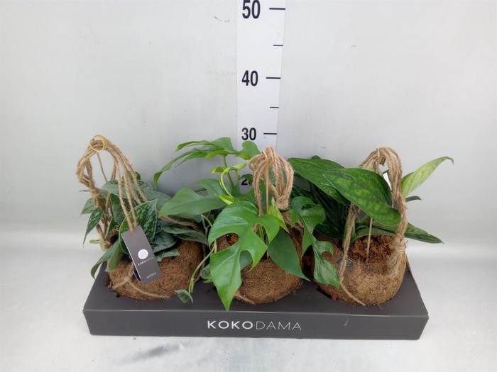 <h4>Planten Groen ...mix 3</h4>