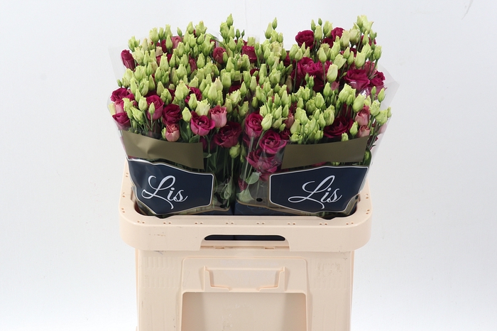 <h4>Eus G Arosa Red</h4>