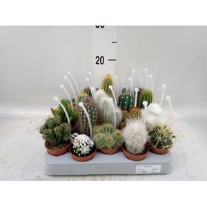 Cactus   ...mix