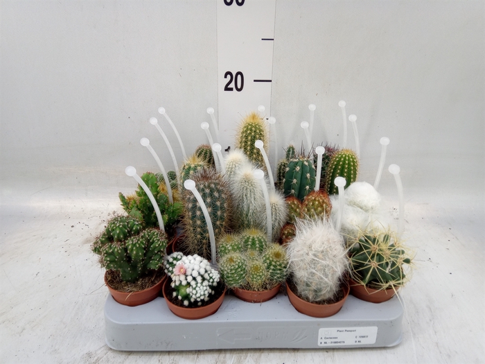 <h4>Cactus   ...mix</h4>