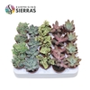 Sierra's® - Sevilla Succulent Mix (Deluxe)