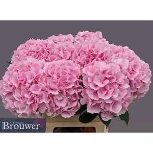 HYDRANGEA  'VERENA'