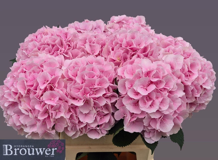 <h4>HYDRANGEA  'VERENA'</h4>