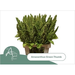 Amaranthus Green Thumb