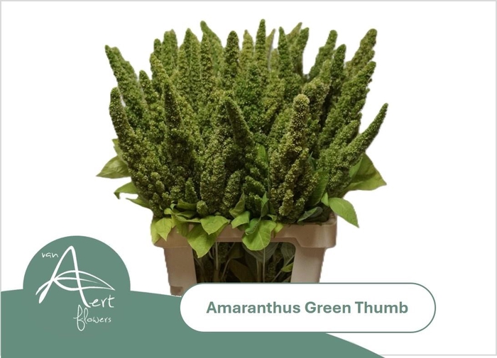 <h4>Amaranthus Green Thumb</h4>