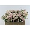 Ozoth Cooks Tall Pink