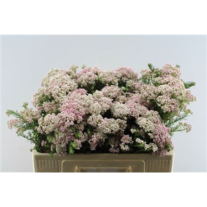 Ozoth Cooks Tall Pink