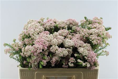 <h4>Ozoth Cooks Tall Pink</h4>