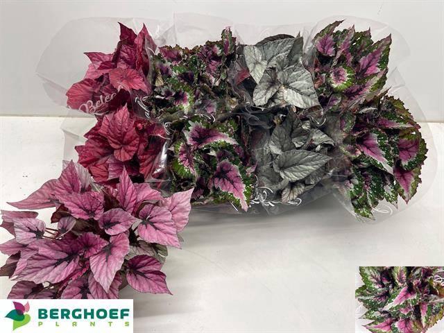 <h4>BEG BEL GEM</h4>