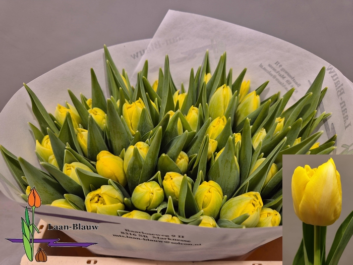 <h4>TU DU MARIE JO</h4>