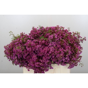 Chamelaucium Ariel