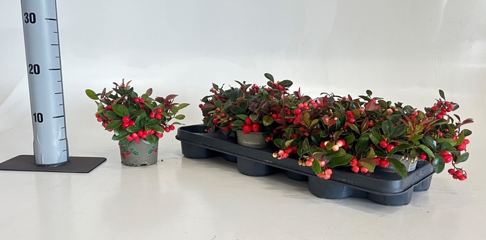 <h4>GAULTH PR BIG BERRY</h4>