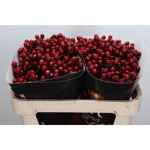 Hypericum Wx Bordeaux