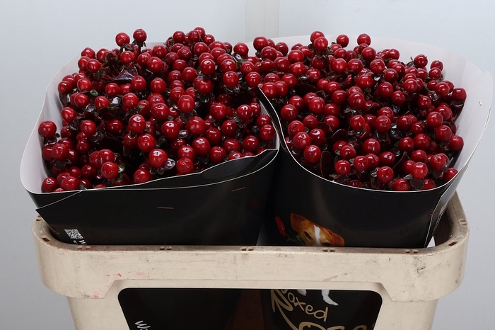 <h4>Hypericum Wx Bordeaux</h4>