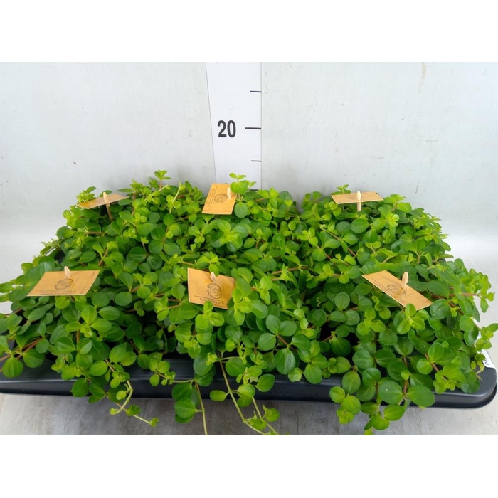 <h4>Peperomia rotundifolia</h4>
