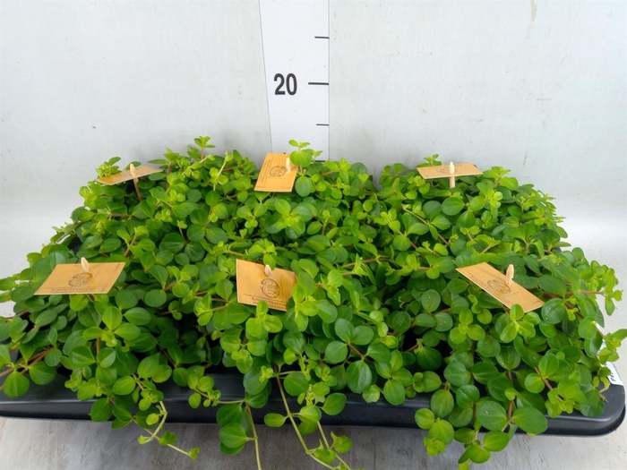 <h4>Peperomia rotundifolia</h4>