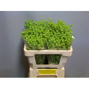 EUPH SPINOSA EUPH OV