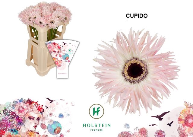 <h4>Gerbera Big Gerspider Cupido</h4>