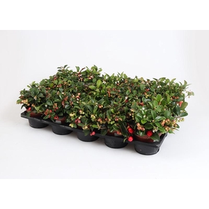 GAULTHERIA PROCUMBENS p10