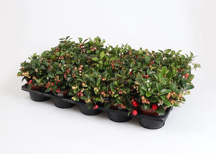 <h4>GAULTHERIA PROCUMBENS p10</h4>