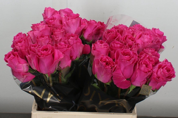 <h4>R Gr Primrose</h4>