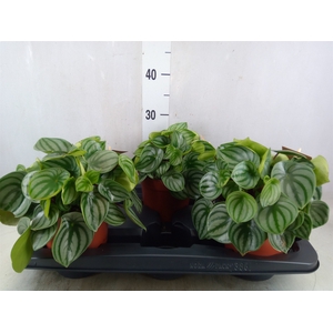 Peperomia argyreia