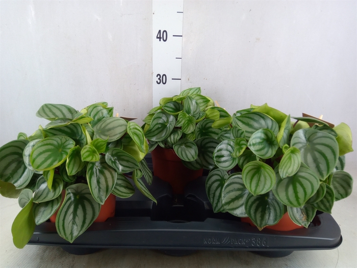 <h4>Peperomia argyreia</h4>