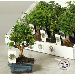 BONSAI GEM