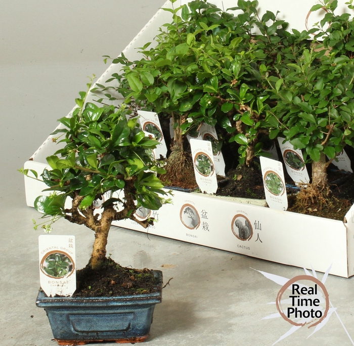 <h4>BONSAI GEM</h4>