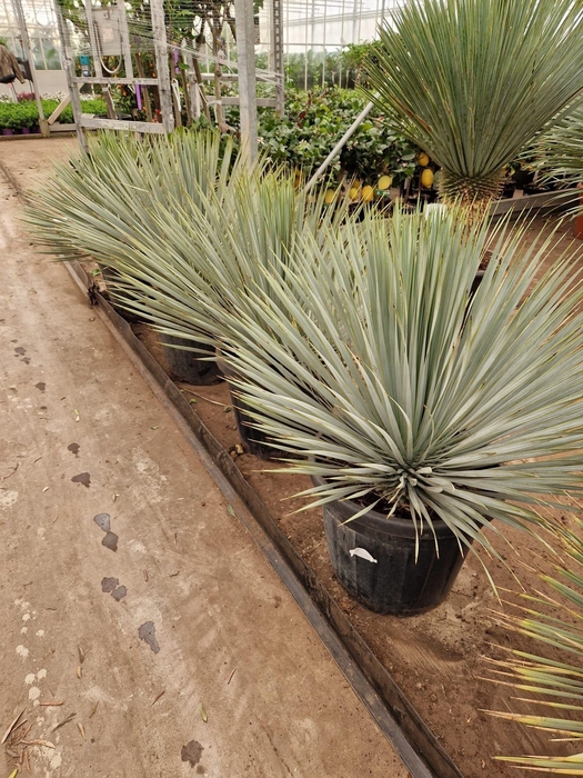 <h4>YUC ROSTRATA</h4>