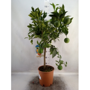 Citrus sinensis