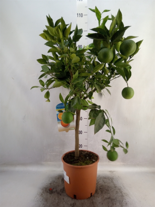 Citrus sinensis