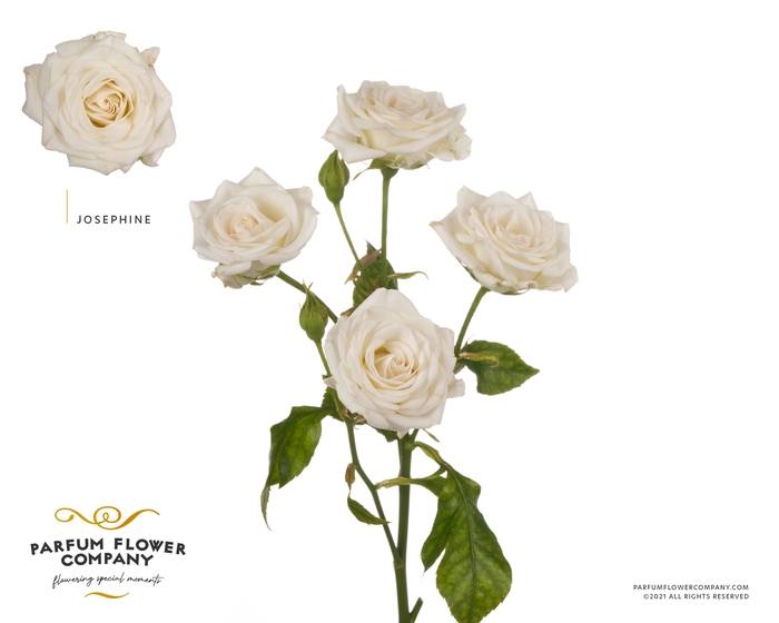 <h4>Rosa Spray Josephine</h4>