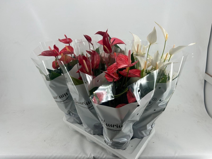 <h4>ANTHU AN GEM 3 KL</h4>